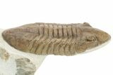 Rare, Delphasaphus Trilobite - Russia #237036-2